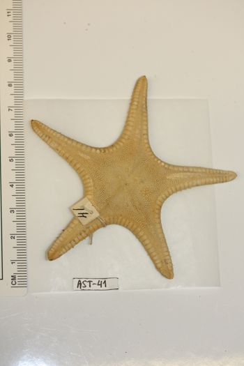 Media type: image;   Invertebrate Zoology AST-41 Description: Preserved specimen.;